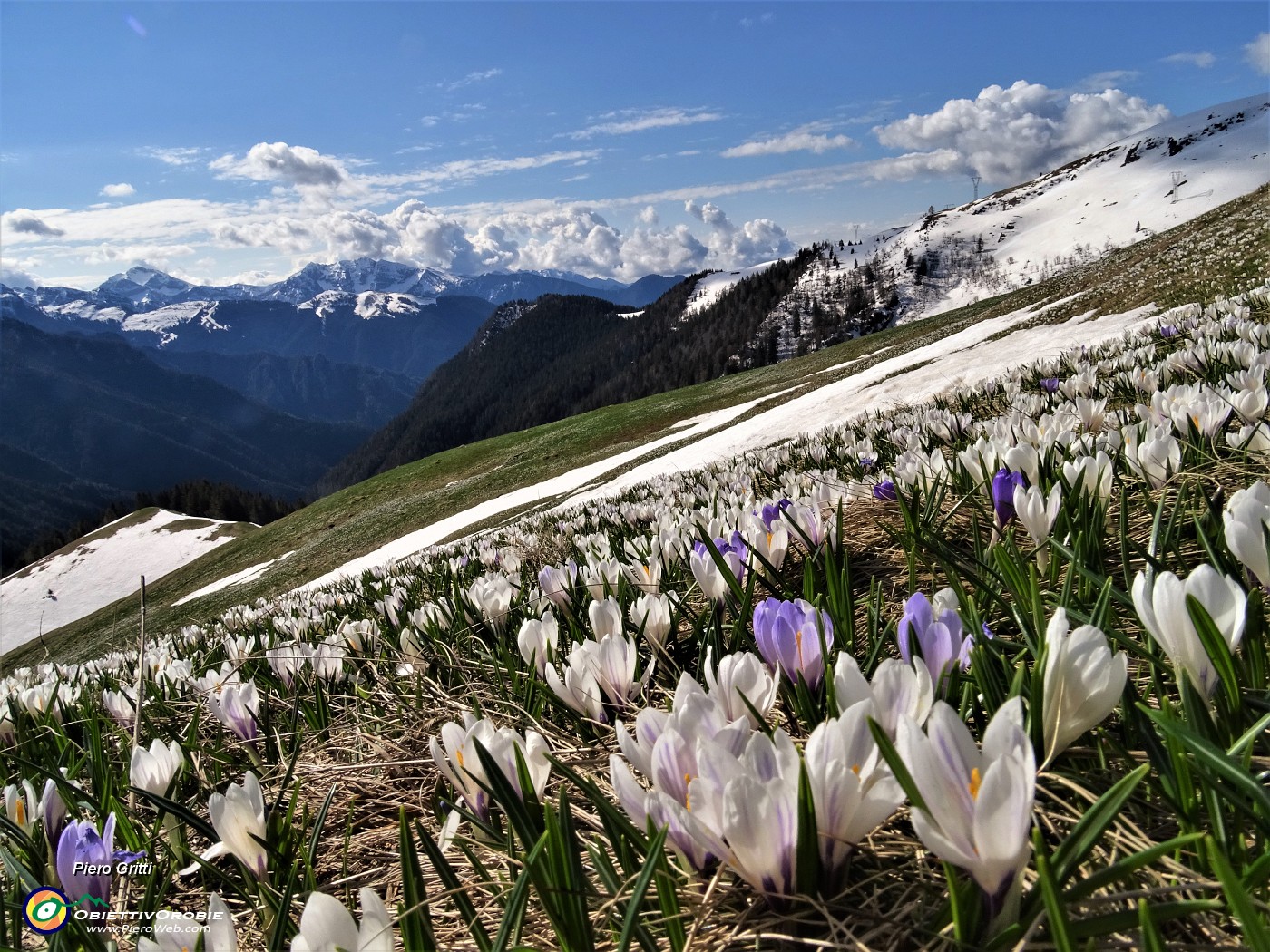 01 Il bianco della neve rimpiazzato dal bianco o dal violetto dei Crocus vernus o dall'azzurro intenso della Scilla bifolia.JPG
